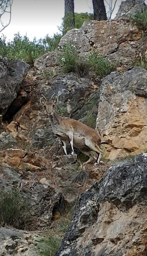 Alojamiento Rural El Penon De Hornos Εξωτερικό φωτογραφία